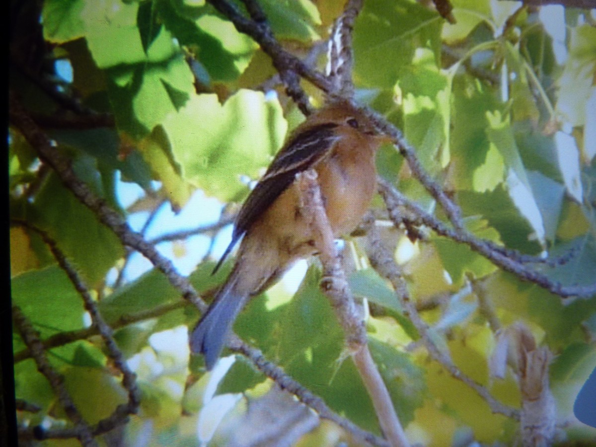 Tufted Flycatcher - ML419390721