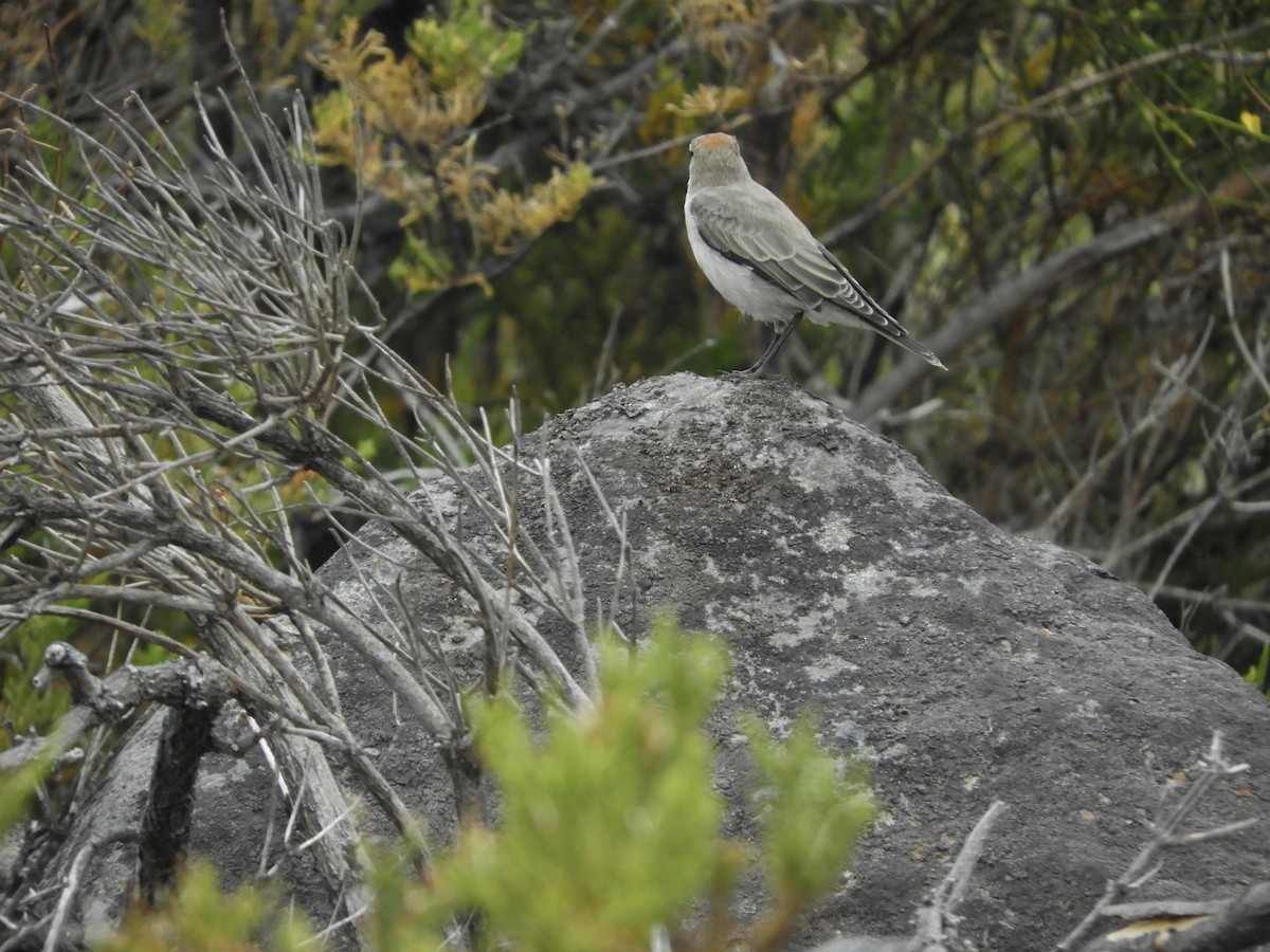 White-browed Ground-Tyrant - ML419391001