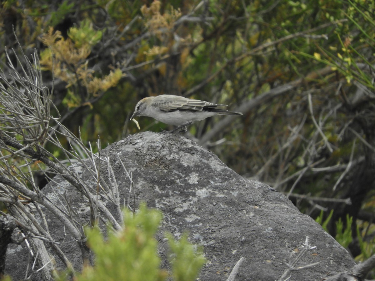 Dormilona Cejiblanca - ML419391071