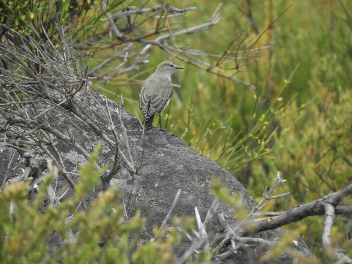 White-browed Ground-Tyrant - ML419391271