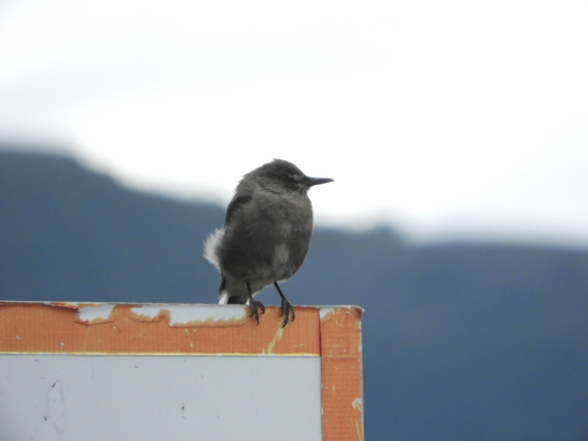 Black-billed Shrike-Tyrant - ML419391301