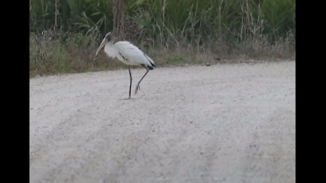 Wood Stork - ML419391311