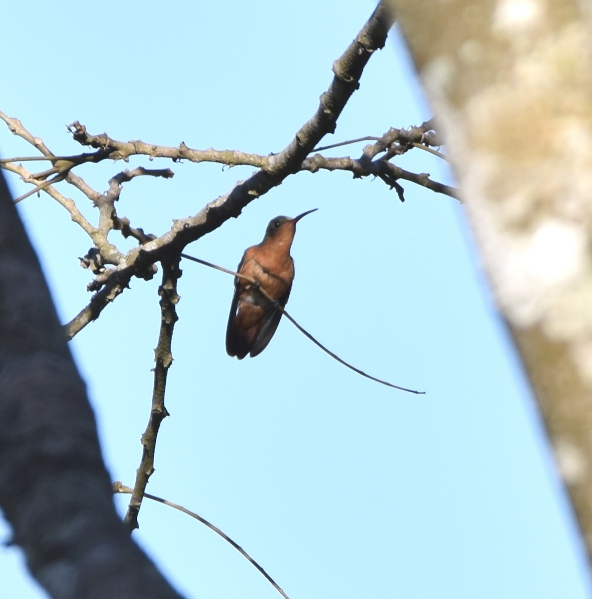 Cinnamon Hummingbird - ML419391421