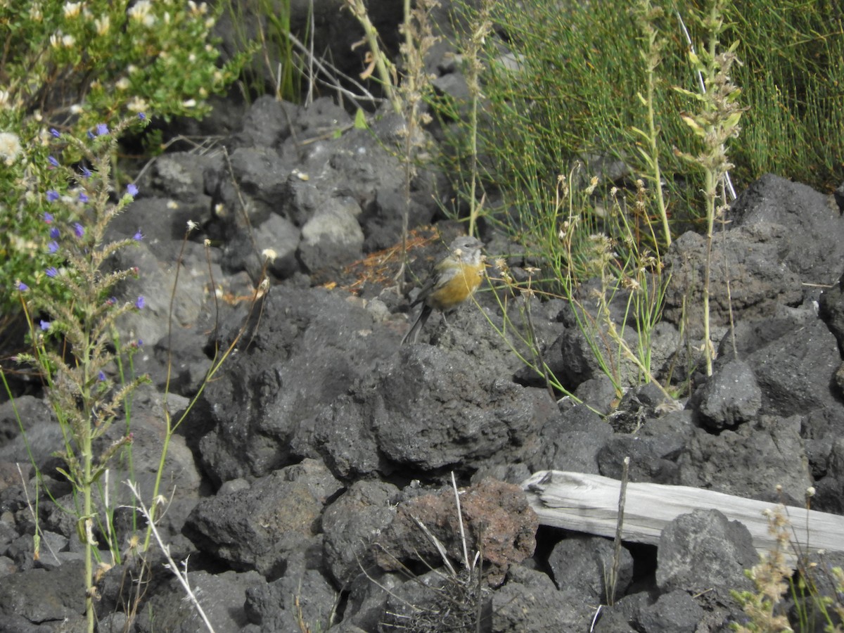 Gray-hooded Sierra Finch - ML419391541