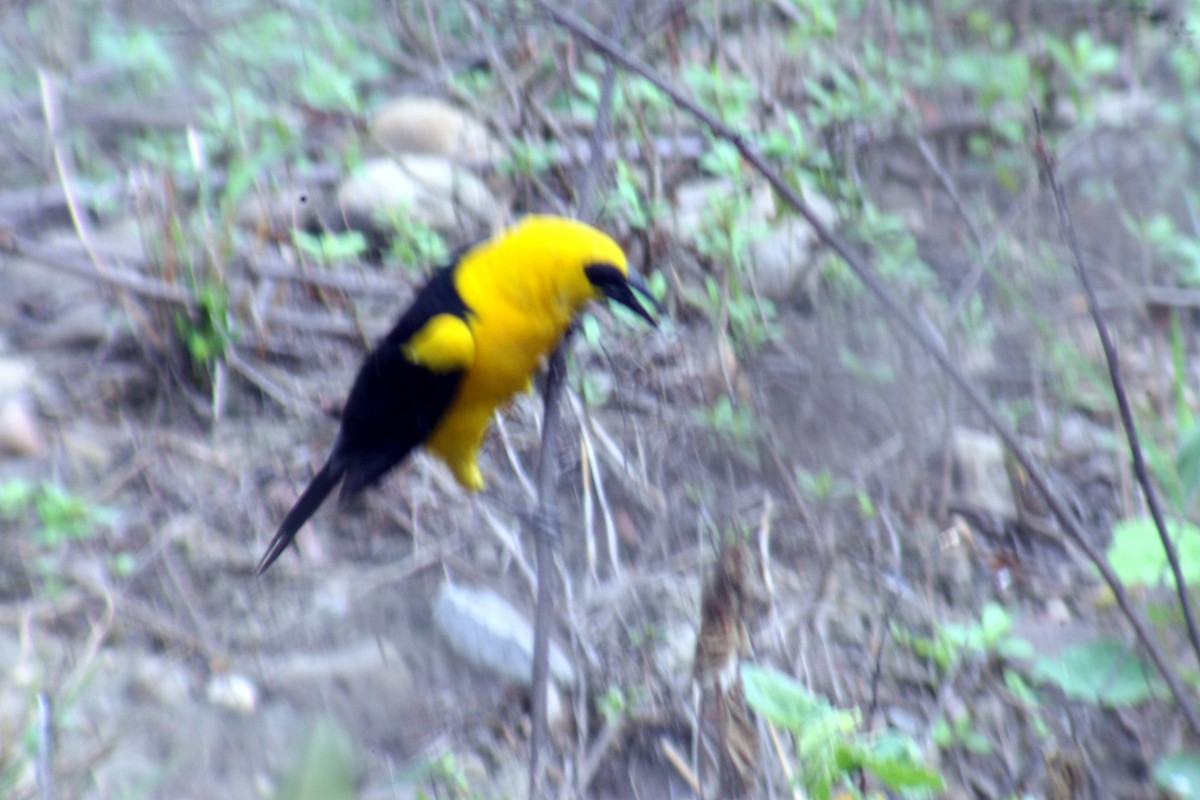 Yellow Oriole - ML419393191