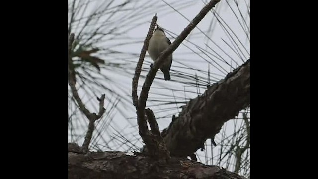 Brown-headed Nuthatch - ML419393471