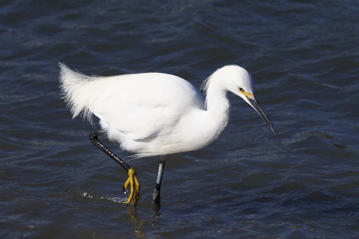 Snowy Egret - ML419393911