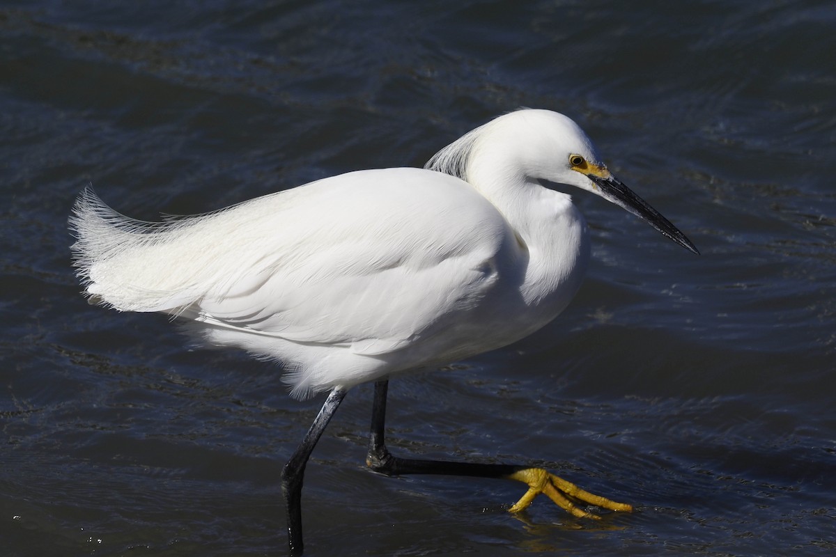 Snowy Egret - ML419393931