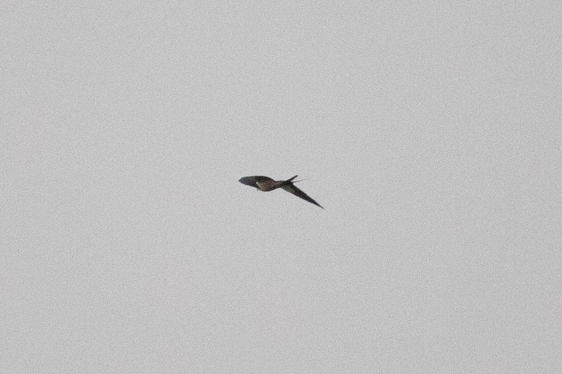 Swallow-tailed Kite - ML419394271