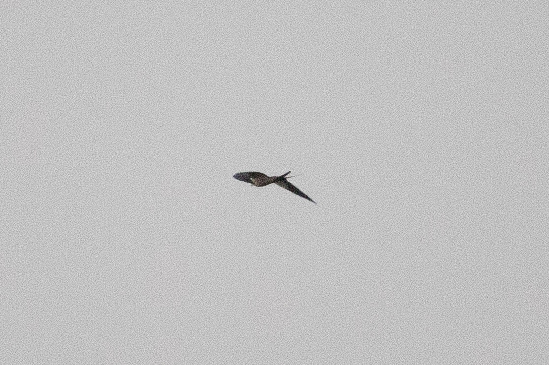 Swallow-tailed Kite - ML419394271