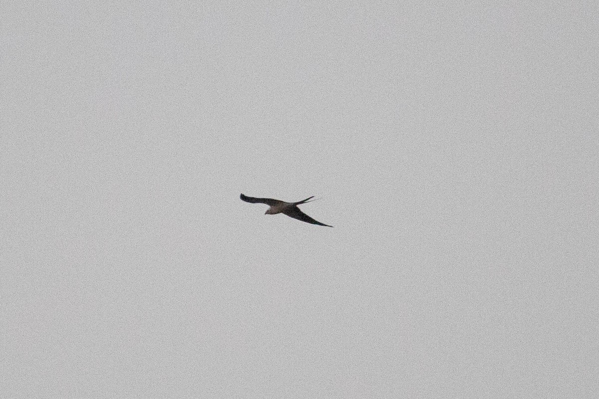 Swallow-tailed Kite - ML419394631