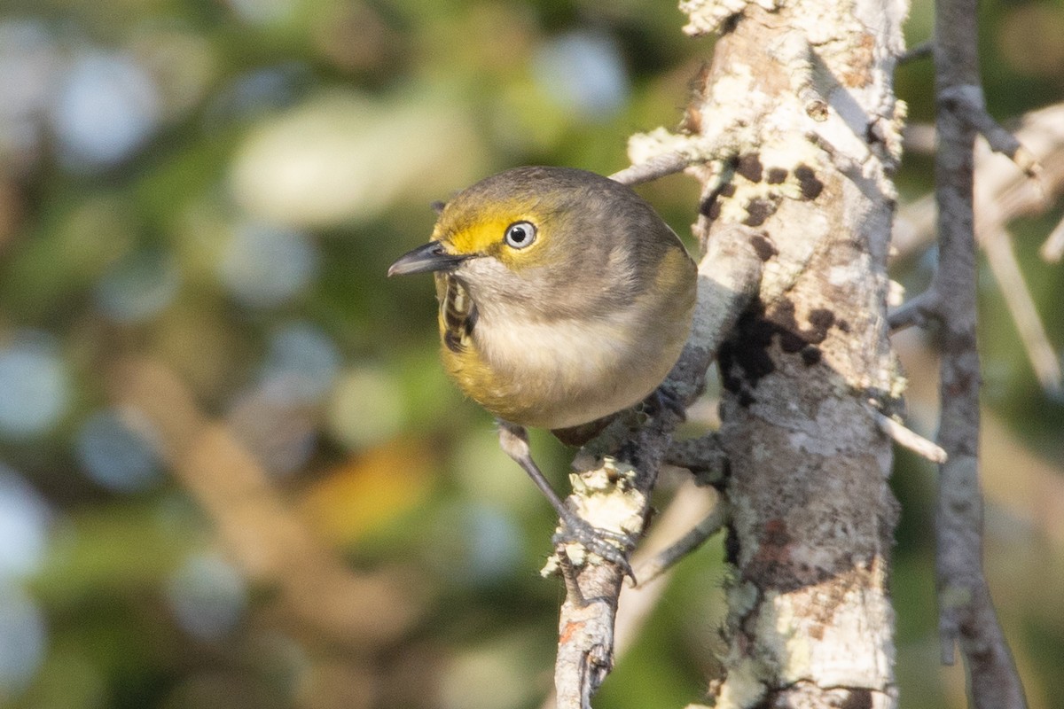 Ak Gözlü Vireo - ML419394851