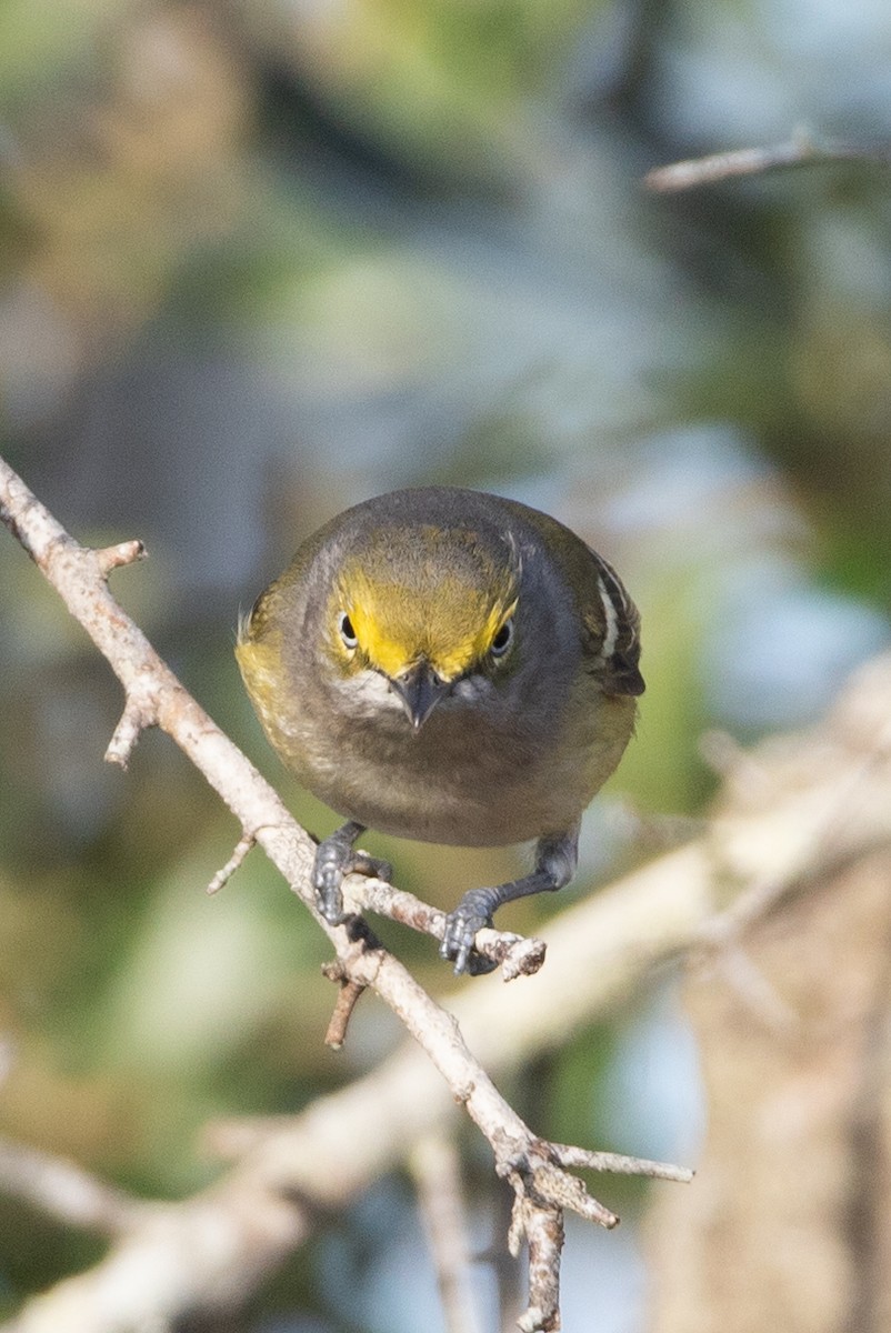 Ak Gözlü Vireo - ML419394911