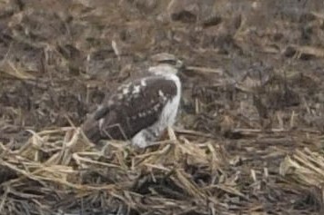 Ferruginous Hawk - ML419395151