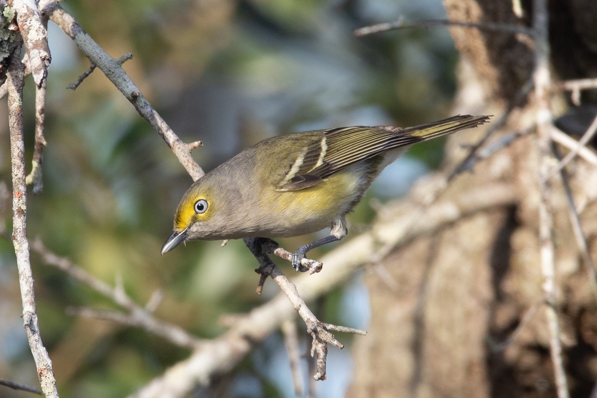 White-eyed Vireo - Rob  Sielaff