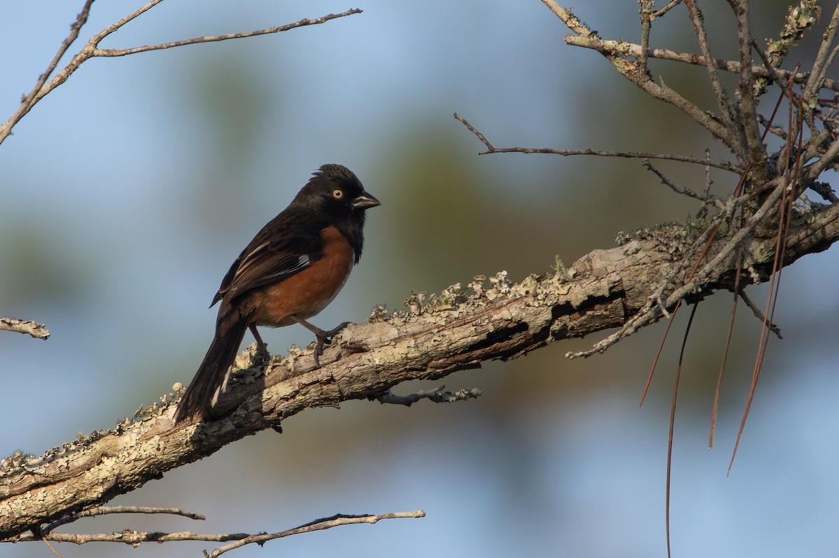 Eastern Towhee - ML419395481