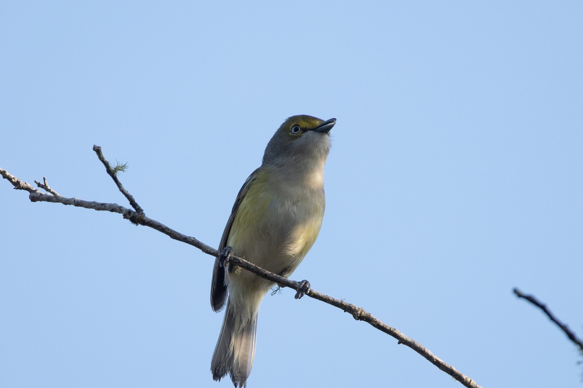 White-eyed Vireo - Rob  Sielaff