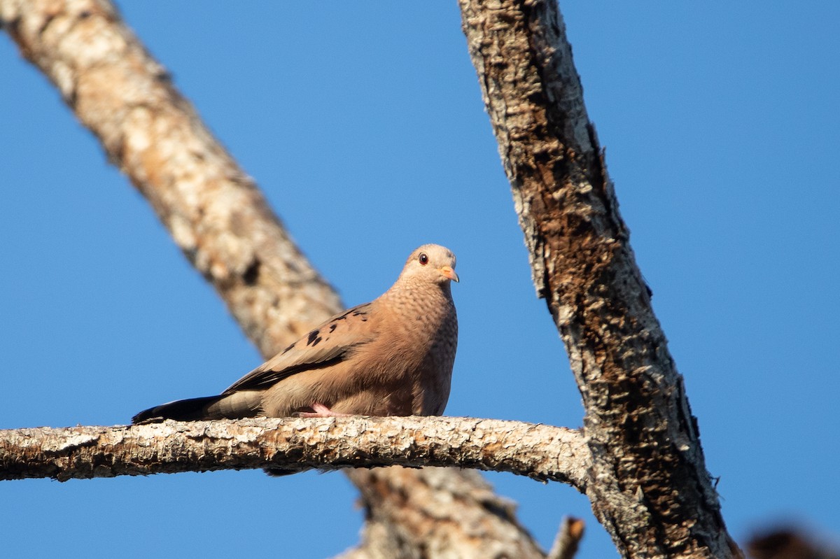 Common Ground Dove - ML419396321