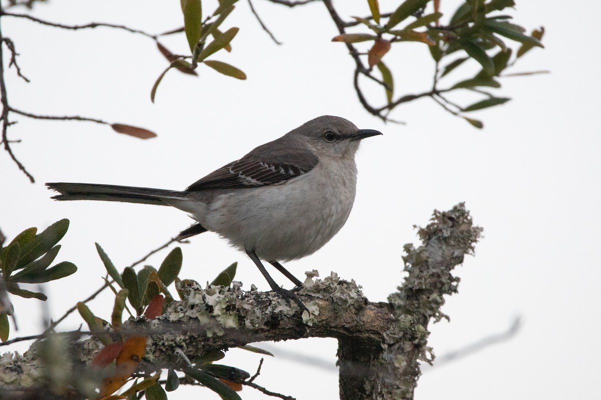 Northern Mockingbird - ML419396691