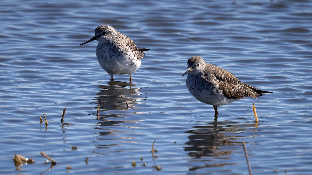 Lesser Yellowlegs - ML419396791