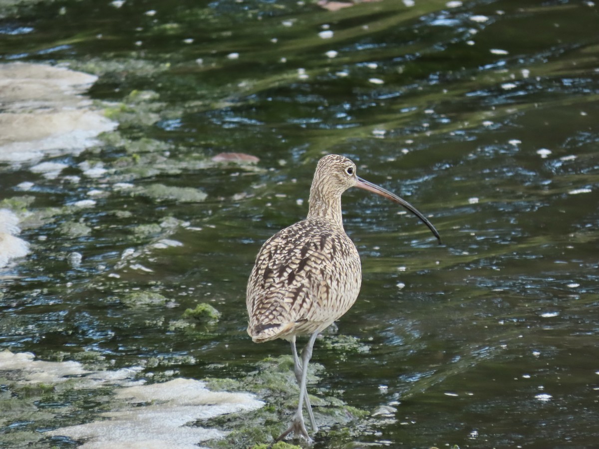 Long-billed Curlew - ML419397431
