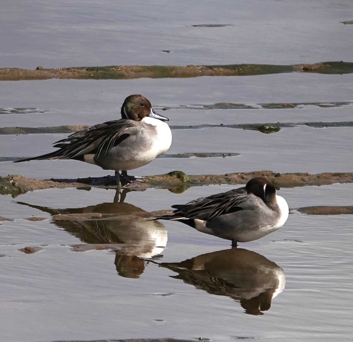 Northern Pintail - ML419398081