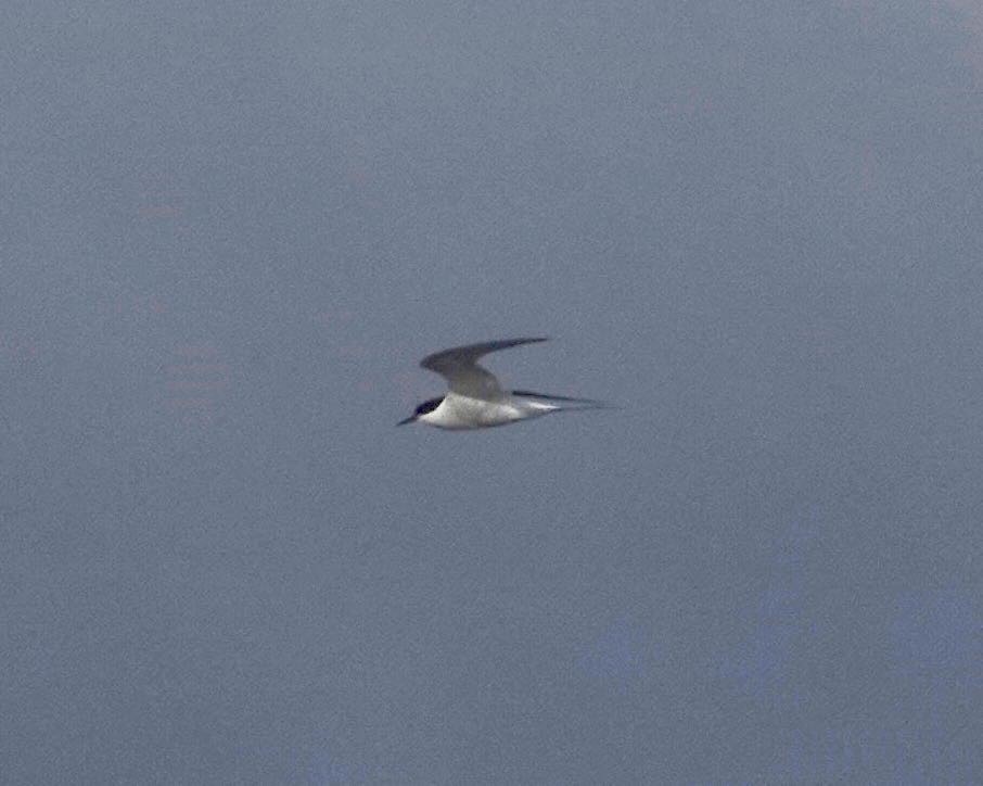 Arctic Tern - ML419398661