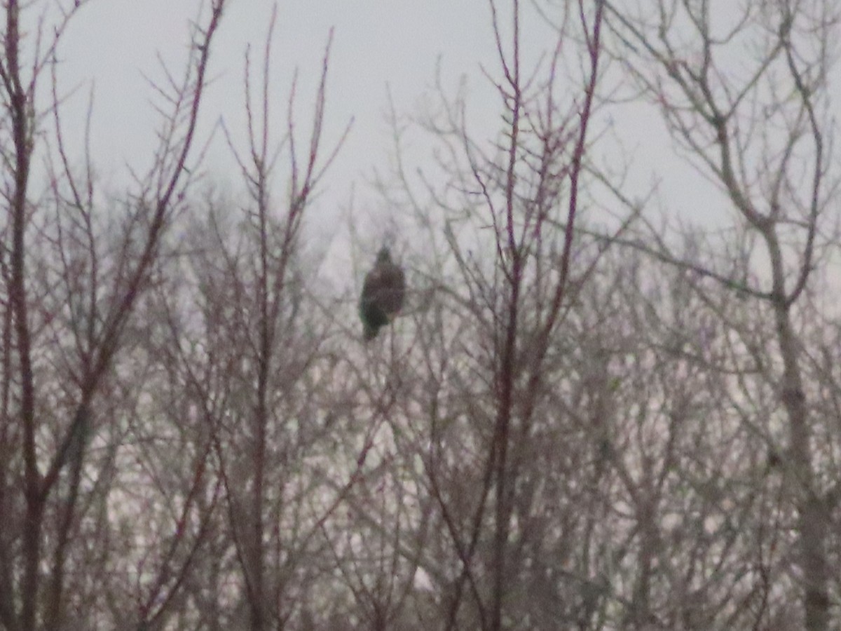 Golden/Bald Eagle - ML419398861