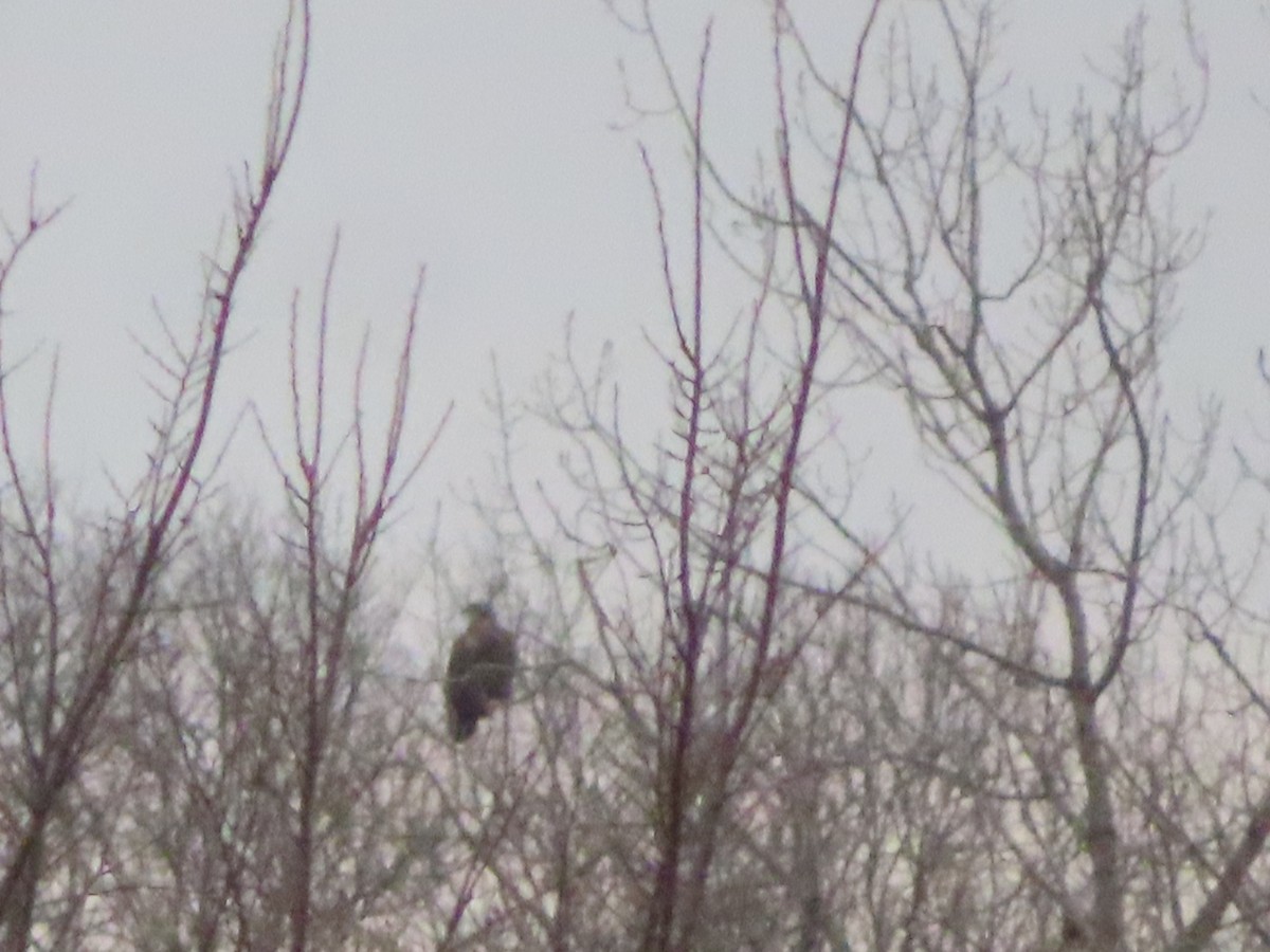 Golden/Bald Eagle - ML419398911