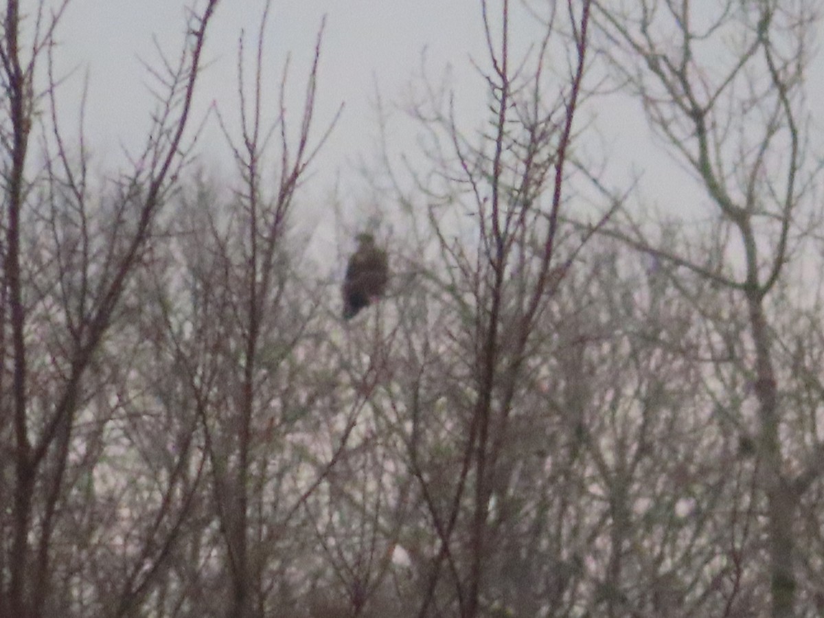 Golden/Bald Eagle - ML419399101