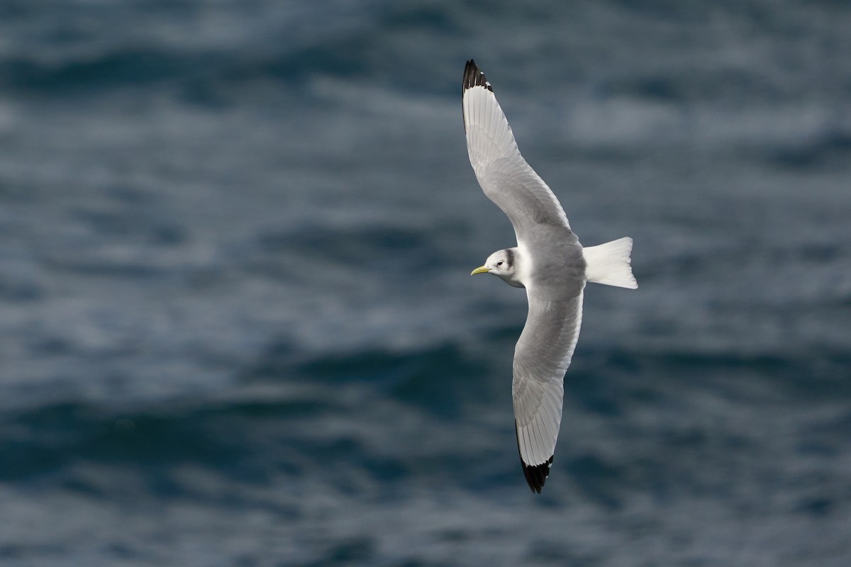 Black-legged Kittiwake - ML419399171