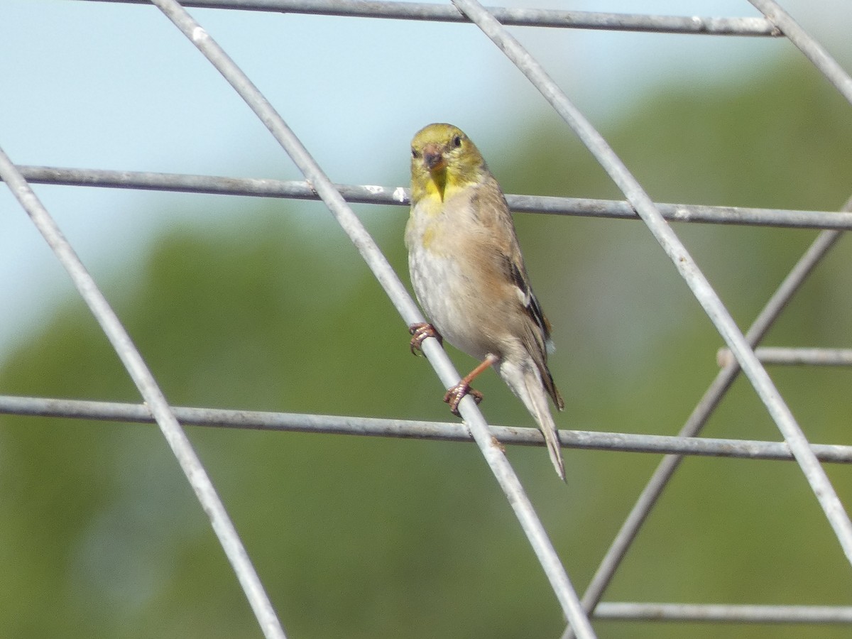 Lawrence's Goldfinch - ML419399191