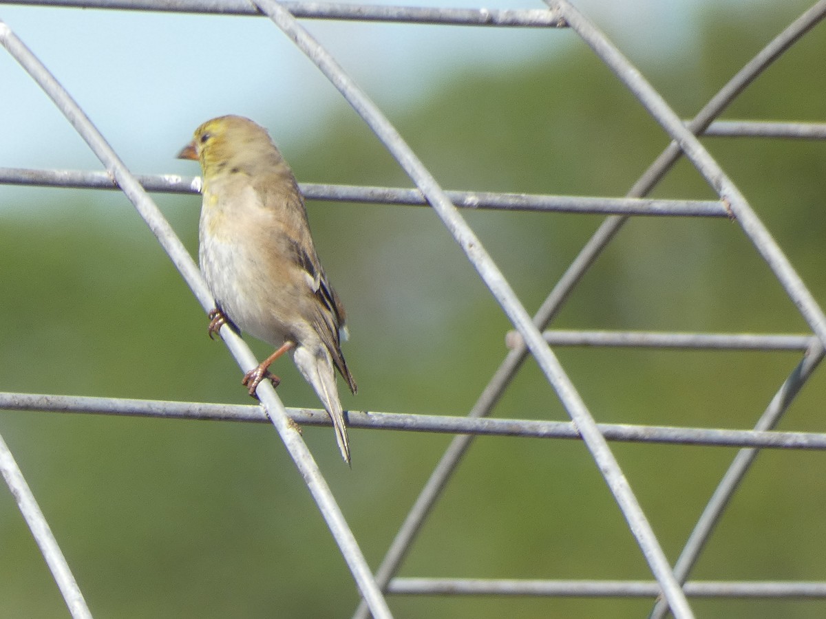 Lawrence's Goldfinch - ML419399781