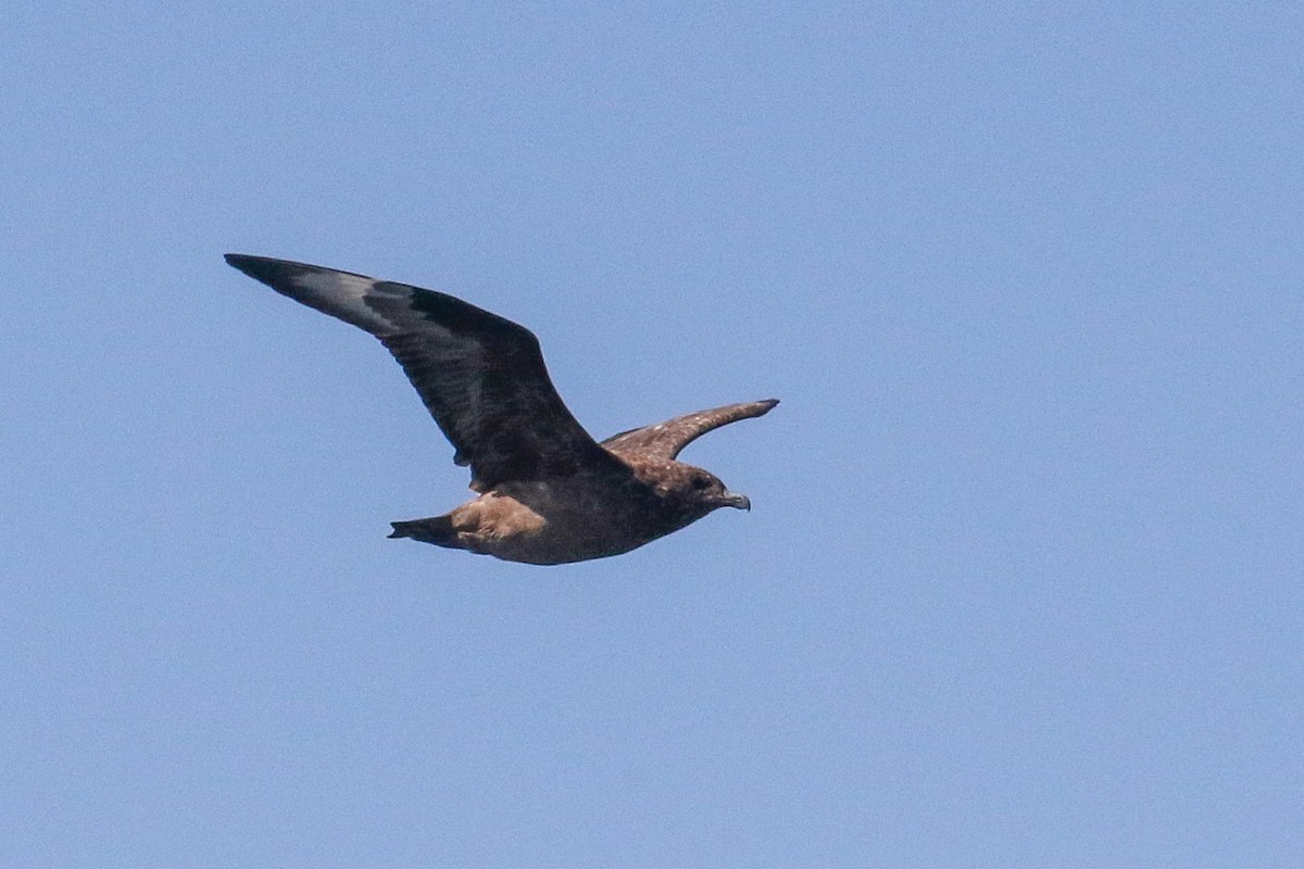 Great Skua - Victor Stoll