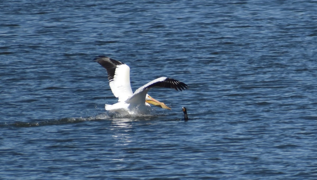 pelikán severoamerický - ML419402381