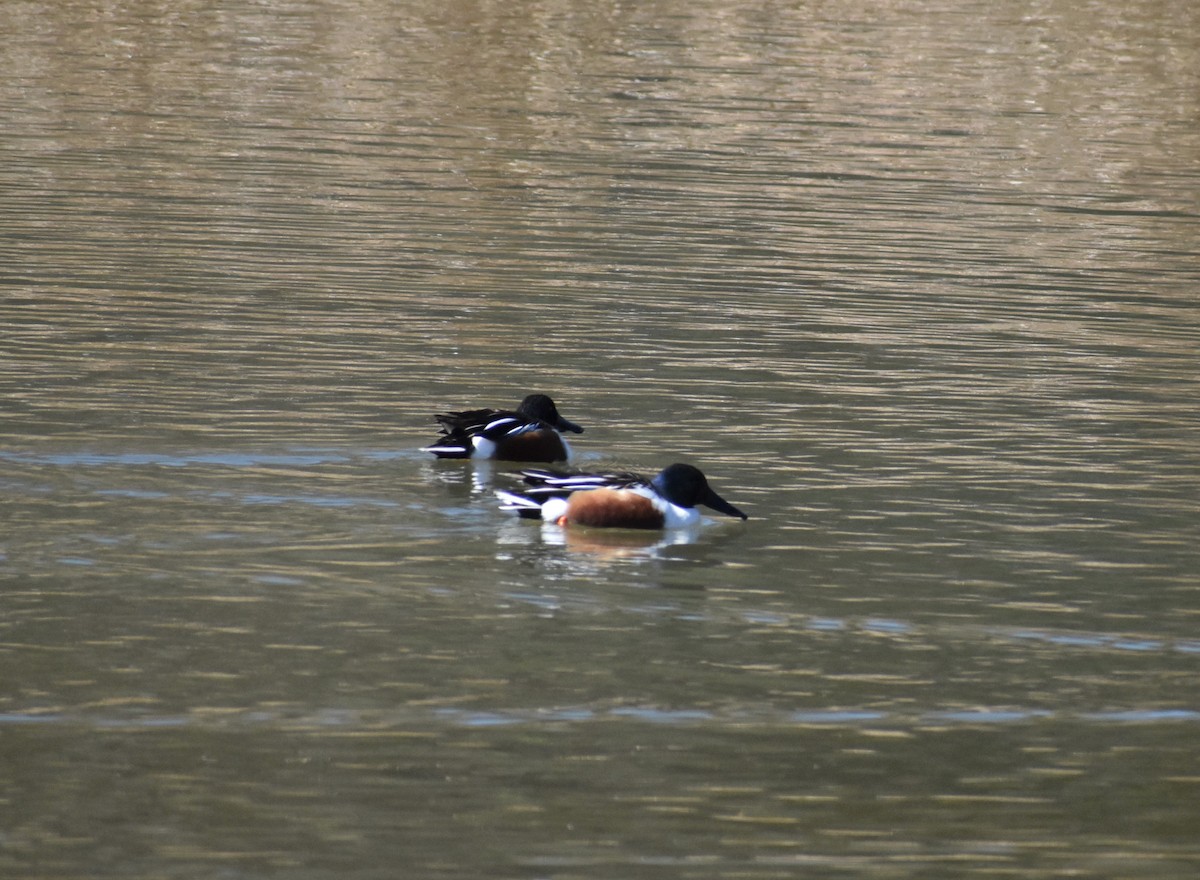 Northern Shoveler - ML419402401