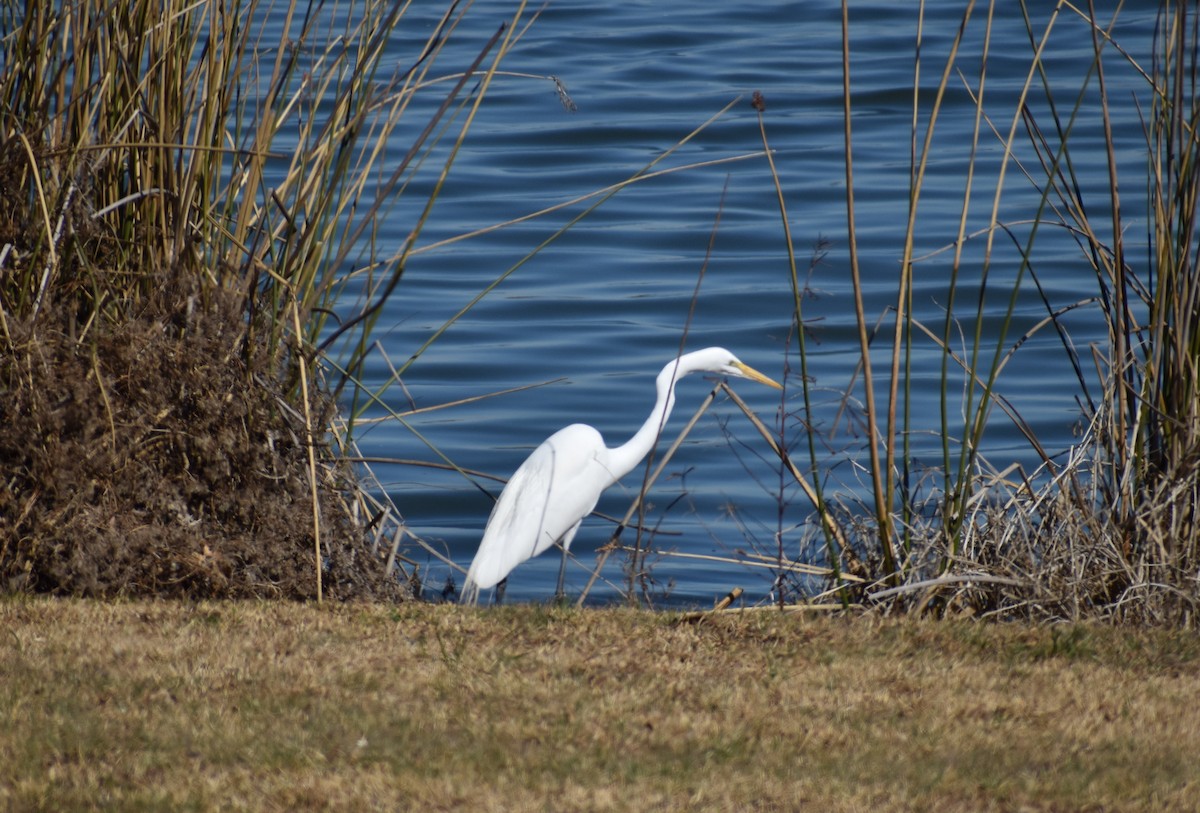 Great Egret - ML419402821