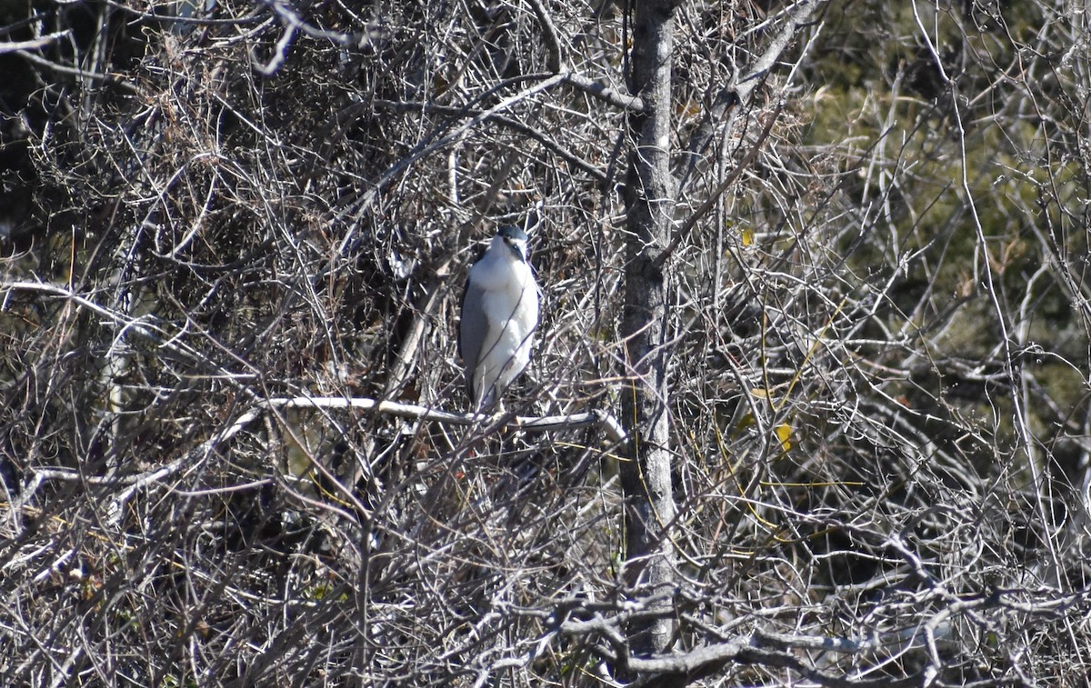 Black-crowned Night Heron - ML419402831