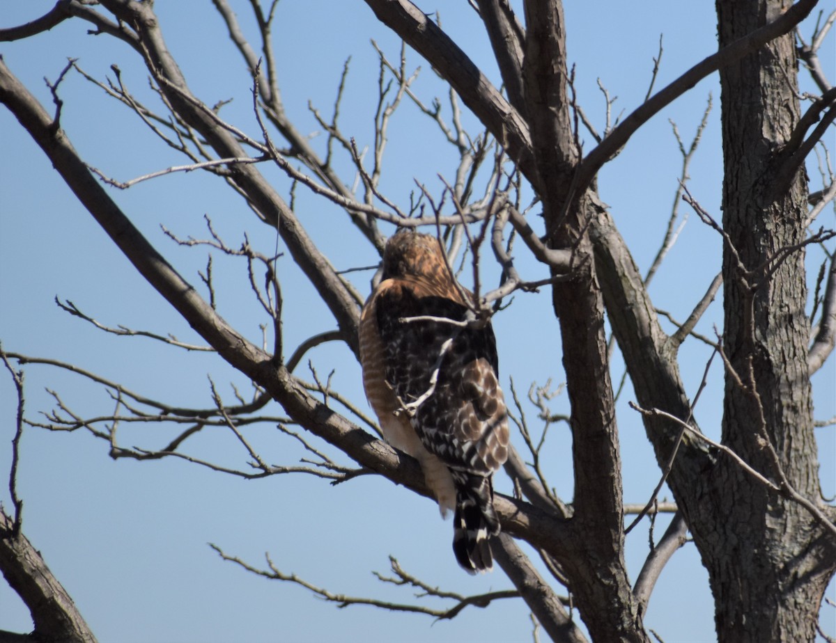 Red-shouldered Hawk - ML419402881