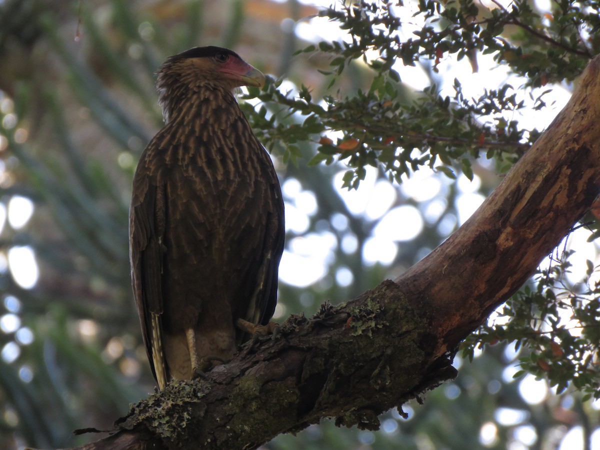 Caracara Carancho (sureño) - ML419403621