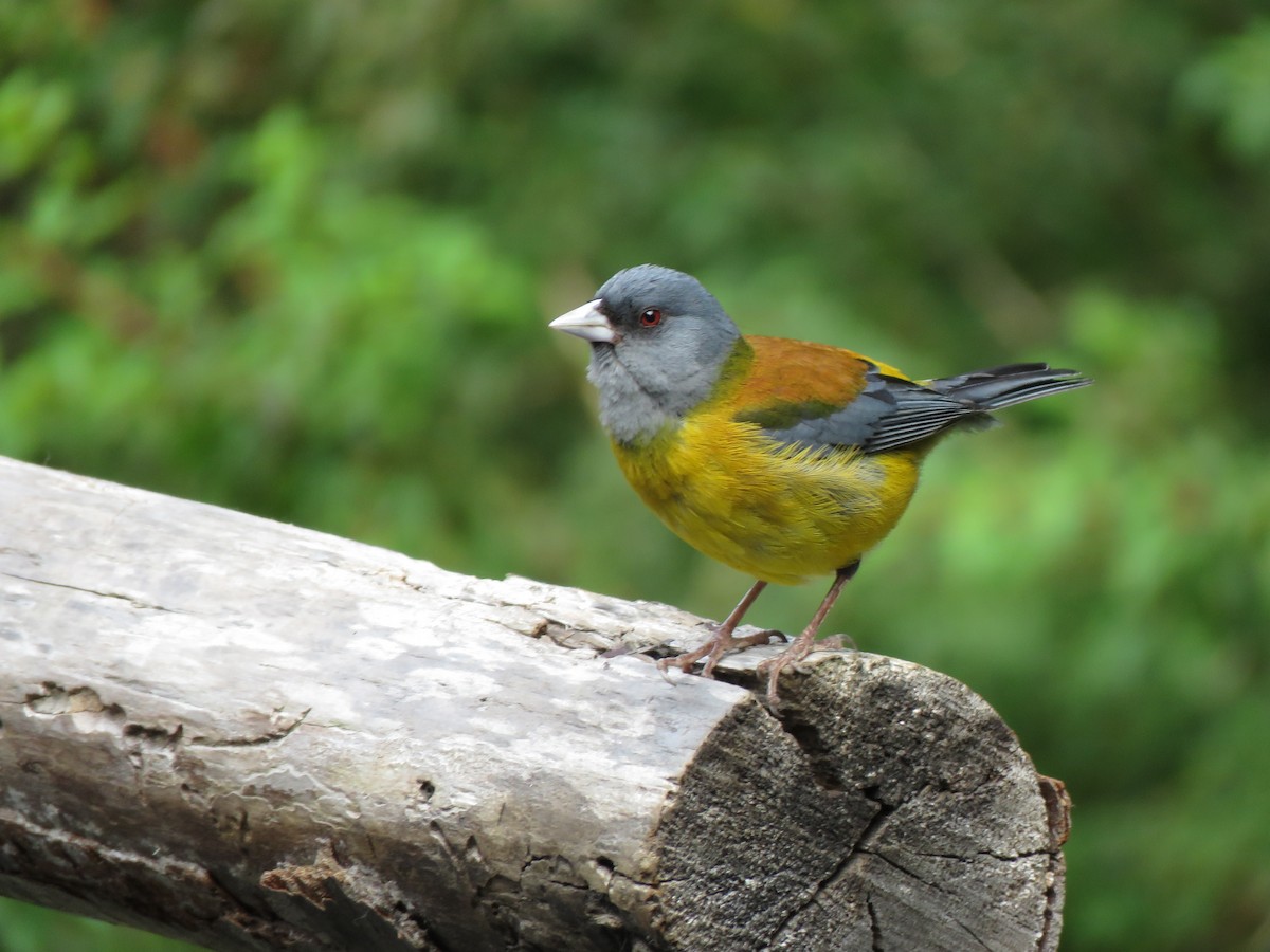 Patagonian Sierra Finch - ML419403671