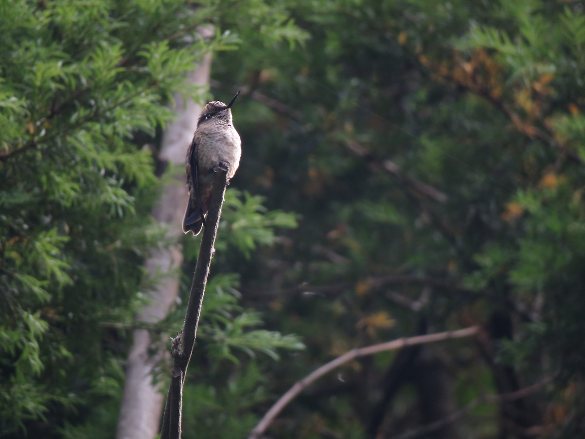 Green-backed Firecrown - ML419404001