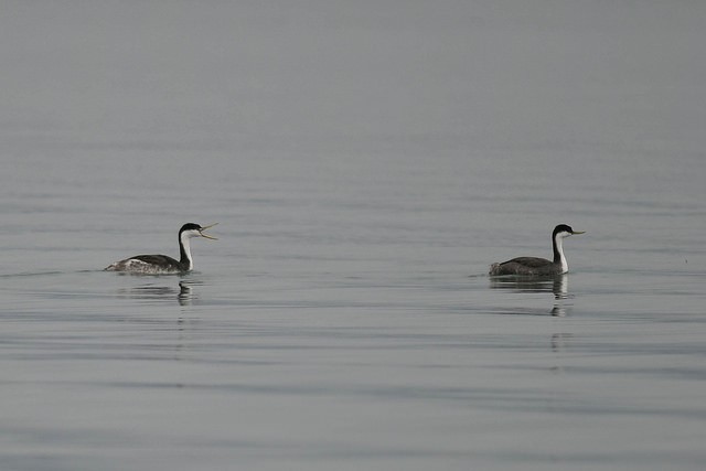 Clark's Grebe - ML41940461