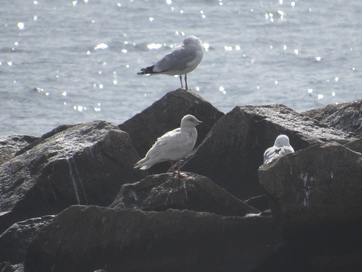 Larus sp. - ML419407031