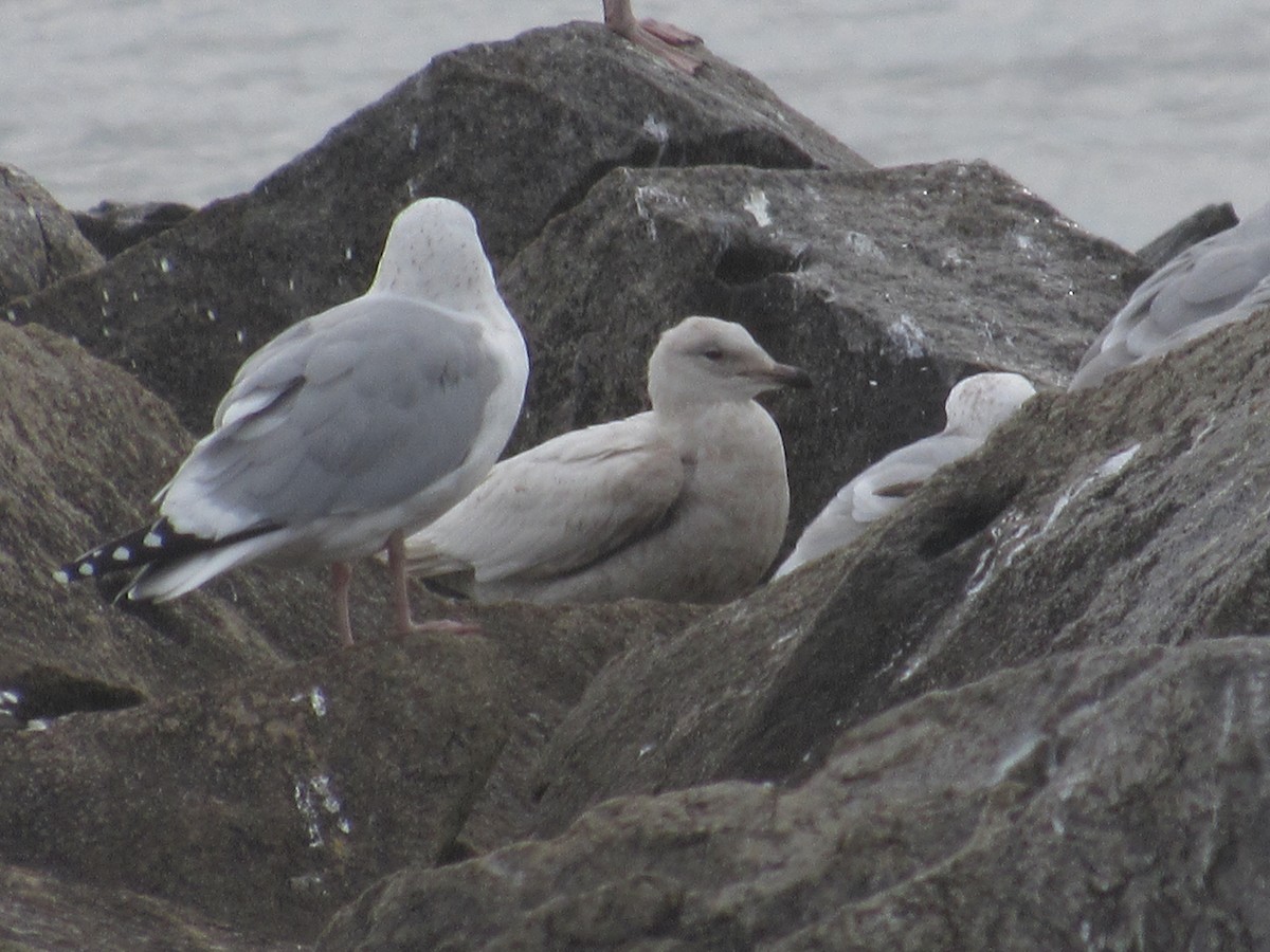 Larus sp. - ML419407041