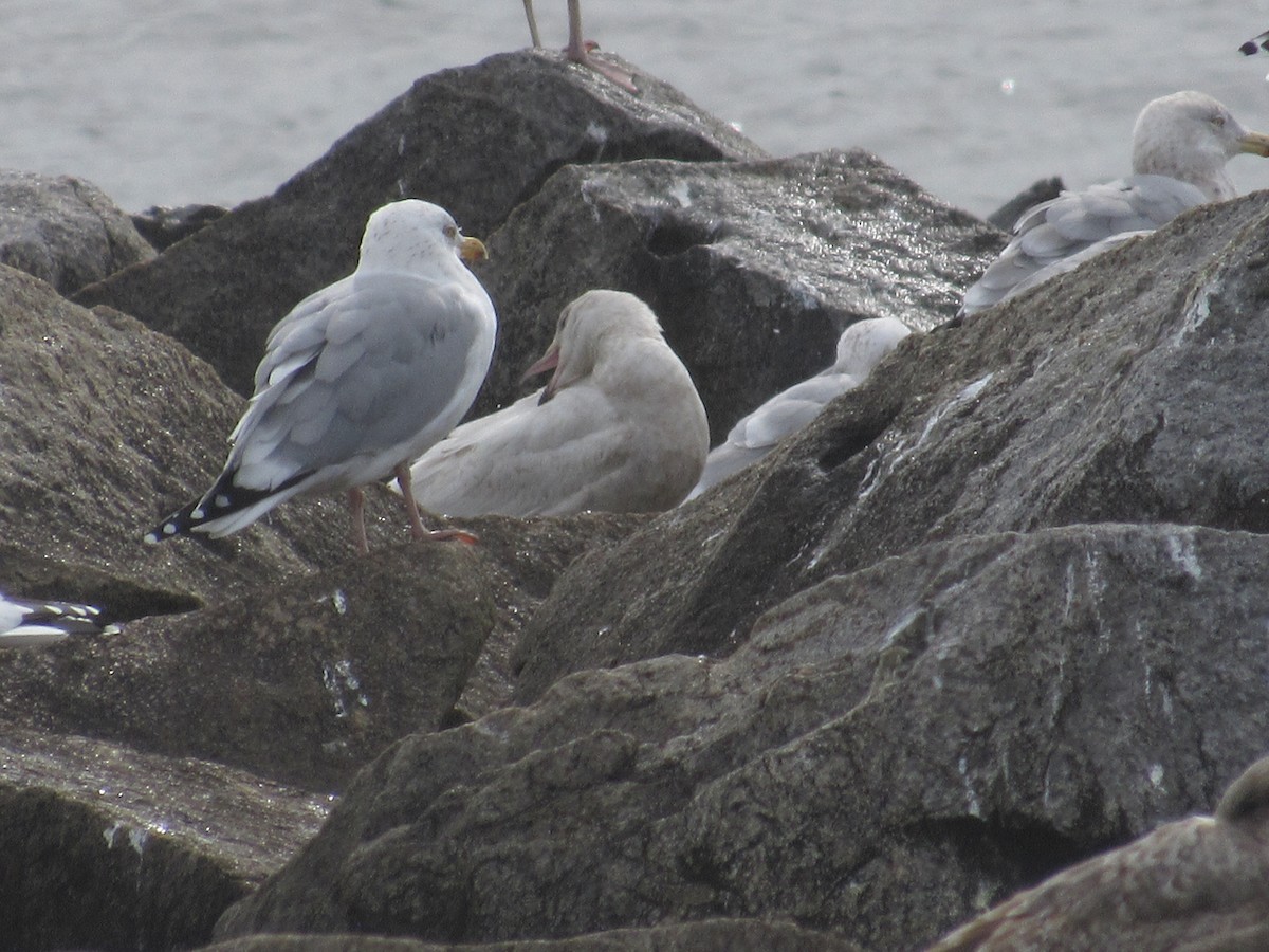 Larus sp. - ML419407051