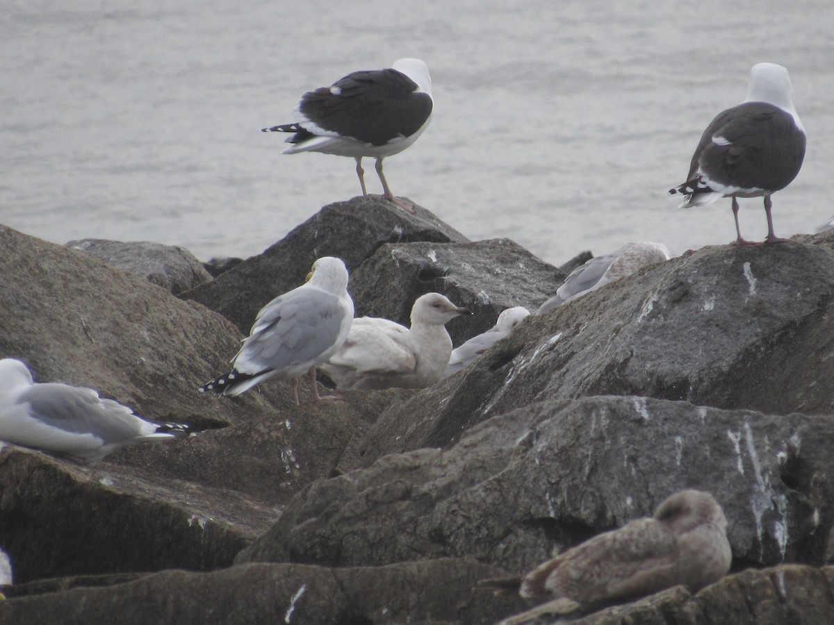 Larus sp. - ML419407061