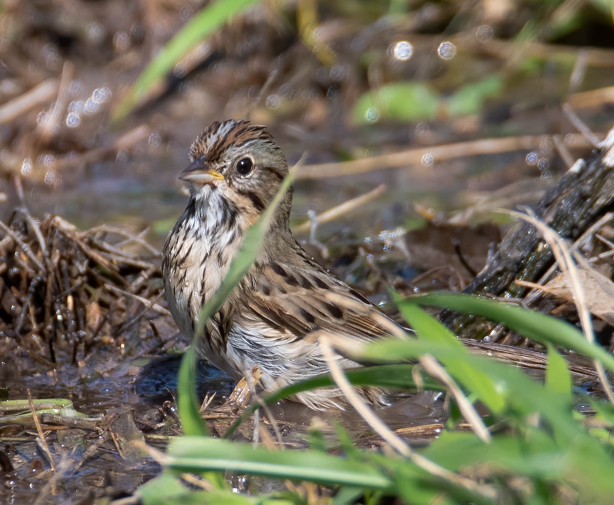 Lincoln's Sparrow - ML419407781