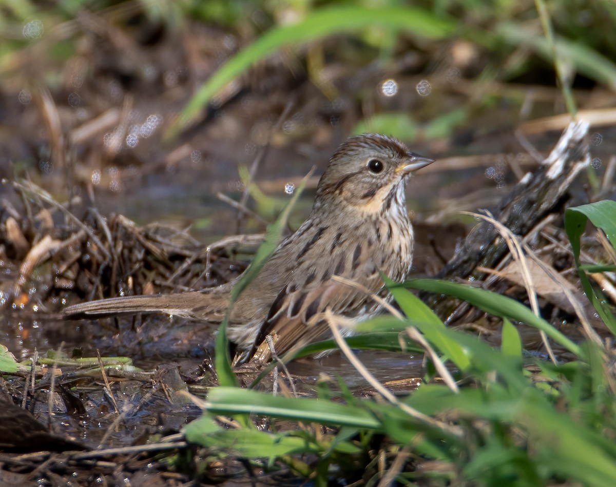 Lincoln's Sparrow - ML419407791