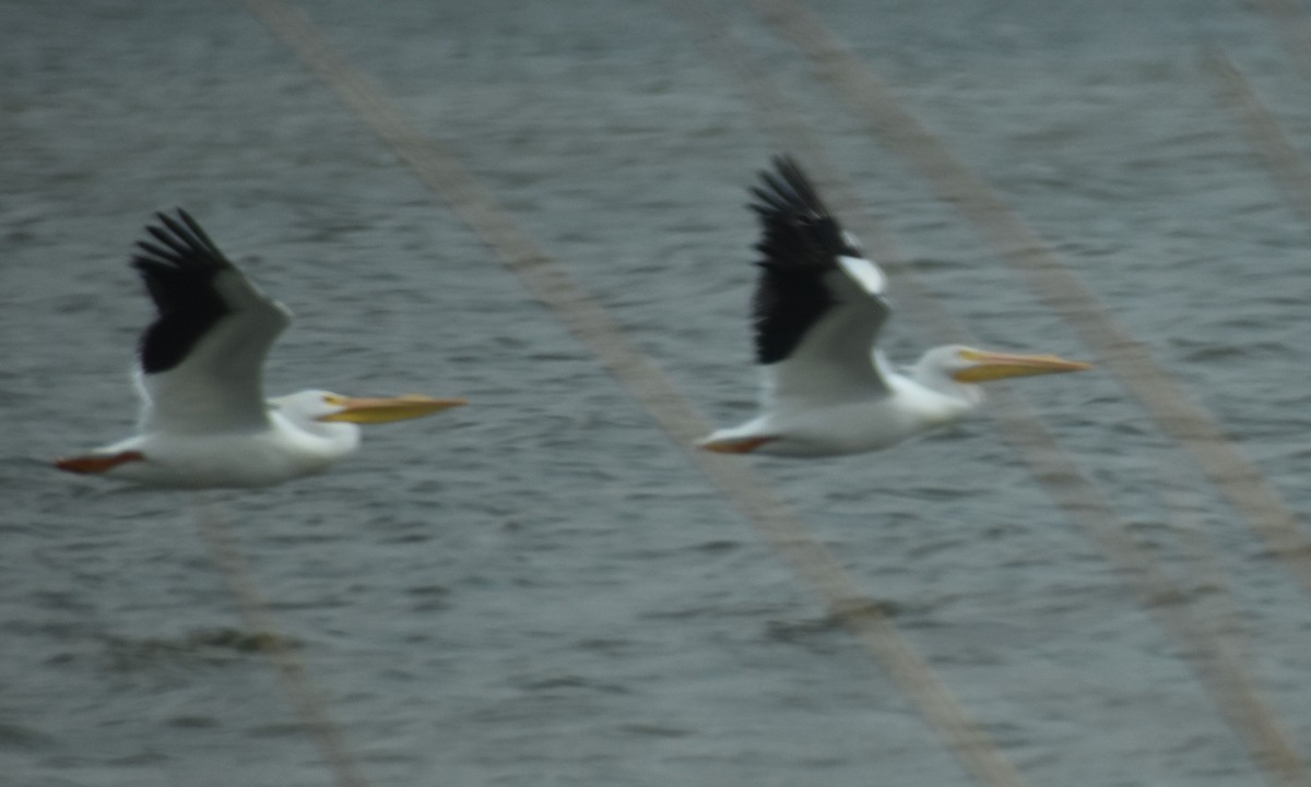 American White Pelican - ML419408041